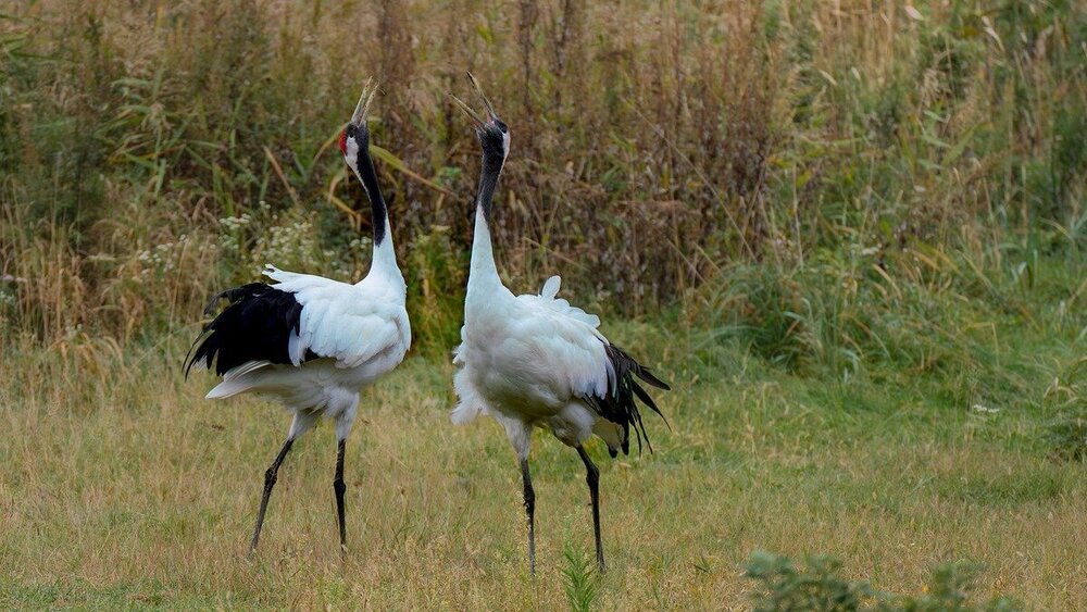 Der heftige Ausbruch der Geflügelpest bei Kranichen hat Vogelkundler*innen ebenso überrascht wie die Behörden. Symbolfoto: Christel auf Pixabay
