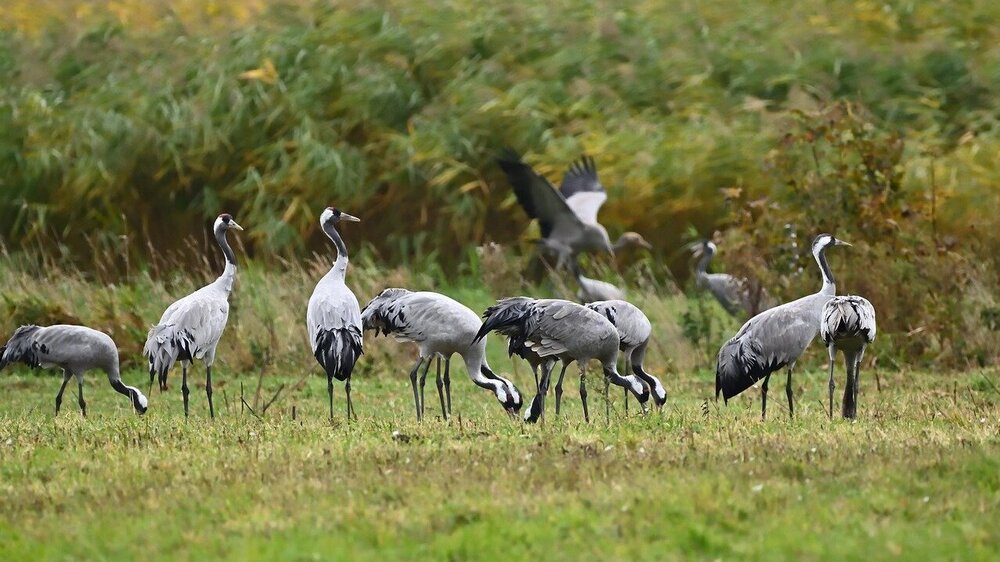Der heftige Ausbruch der Geflügelpest bei Kranichen hat Vogelkundler*innen ebenso überrascht wie die Behörden. Symbolfoto: Jurgen auf Pixabay