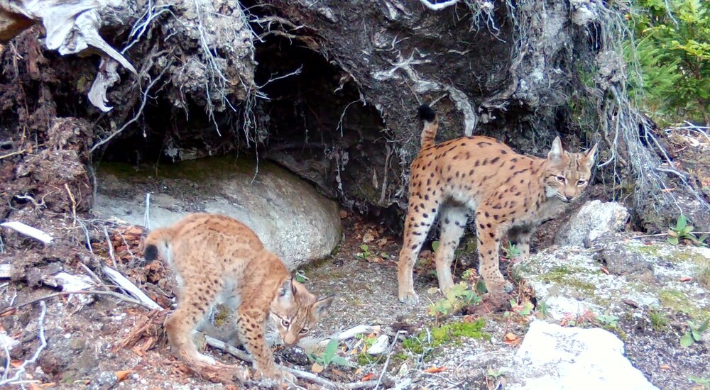 Luchskatze Alva mit einem ihrer beiden Jungtiere © Archiv Naturschutz LfULG/Wildkamera, Ronny Oehme