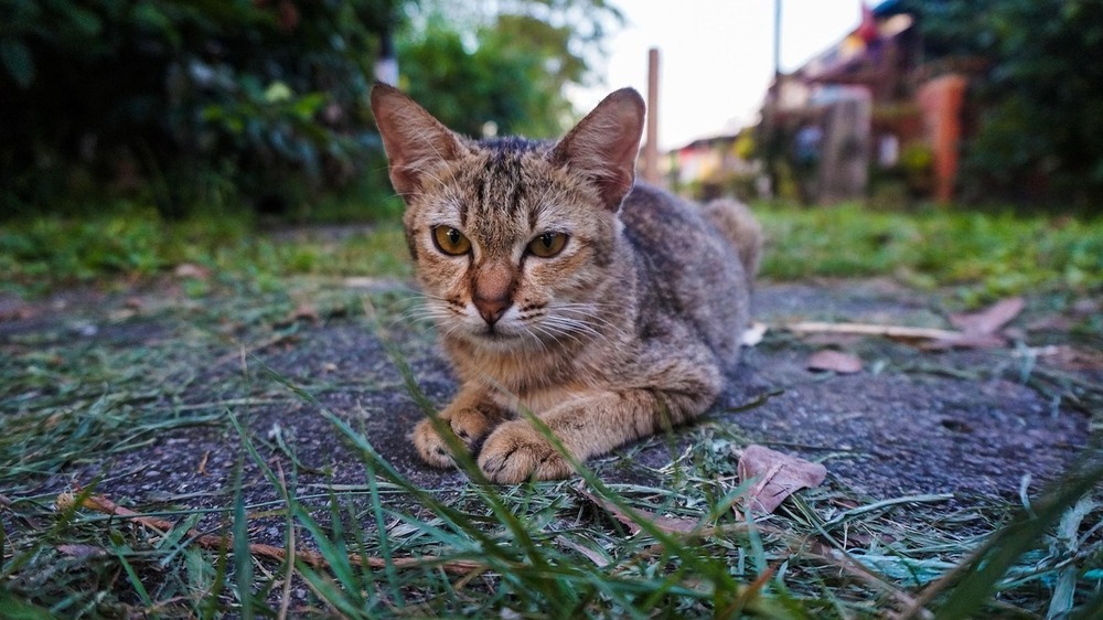 Deutscher Tierschutzbund macht Katzenleid sichtbar Foto:  Najib Zamri ( Pixabay)