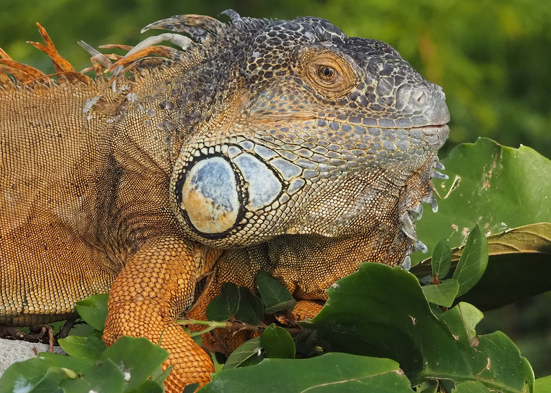 Grüner Leguan in Gondwanaland. Foto: Zoo Leipzig