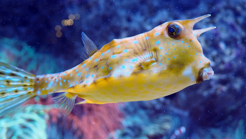 Kuhkofferfisch im Aquarium. Foto: Zoo Leipzig