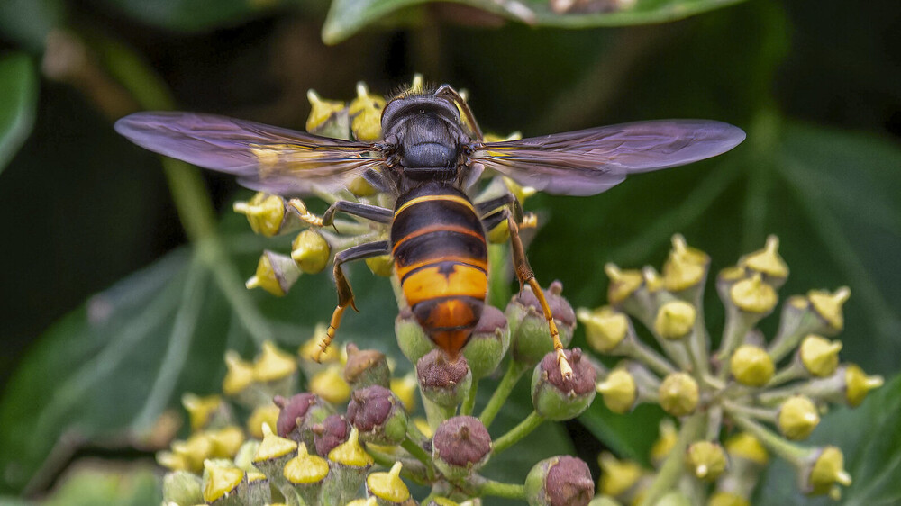 Asiatische Hornisse. Foto: Ulrich + Karin Klein NABU-naturgucker.de