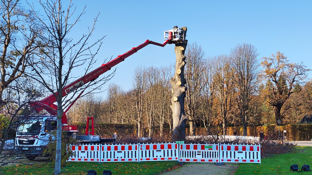 Hubsteiger bei der Arbeit im Pillnitzer Lustgarten © Antje Heinze