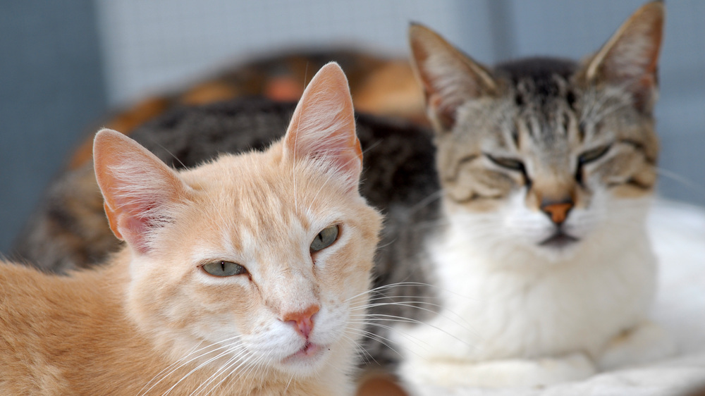 Für Katzen kann eine Infektion mit dem Vogelgrippevirus H5N1 gefährlich werden.   Copyright: Jürgen Plinz/Deutscher Tierschutzverlag