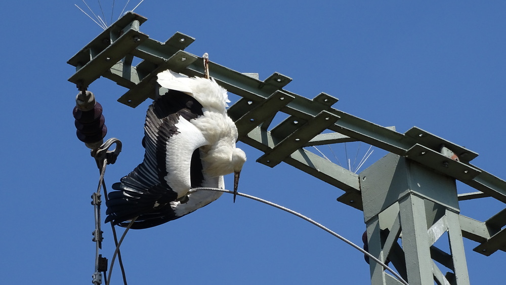 Toter Jungstorch an Strommast. Foto: NABU/ Uwe Seidel