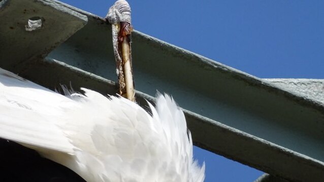 Toter Jungstorch an Strommast. Foto: NABU/ Uwe Seidel