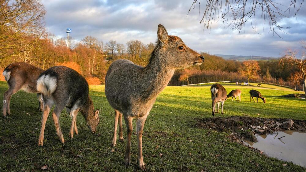 Winterzauber 2024 2025 Sikahirsche. Foto Rene Silbermann