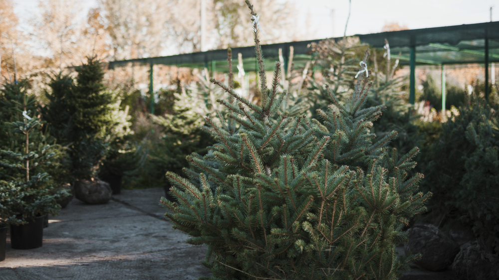 In Gartenbaubetrieben und Baumschulen findet man eine Große Auswahl an Weihnachtsbäumen. Foto: freep!k