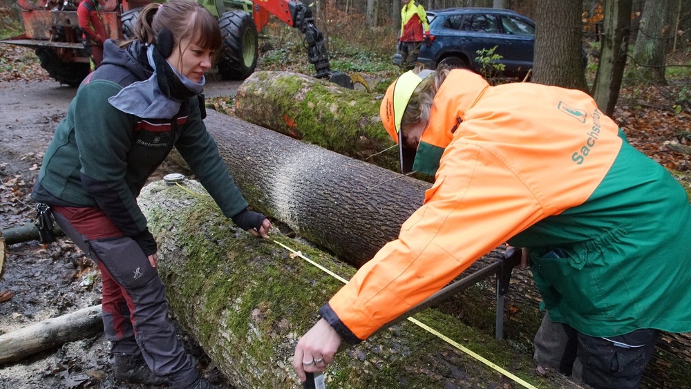 Revierförsterin Annette Schmidt-Scharfe (r.) und Karolin Zinnert, Leiterin des Holzbüros der Nationalpark- und Forstverwaltung, vermessen die Länge und den Durchmesser eines Wertholzstamms.. Foto: K.Þartzsch