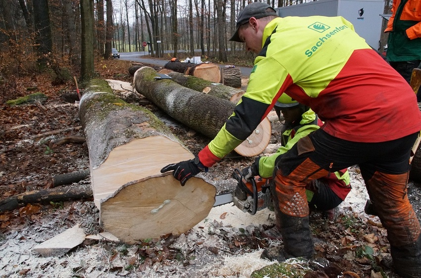 Waldarbeiter David Ofenhammer (v.) entfernt die Trennschnittscheibe – zum Vorschein kommt eine Schnittfläche ohne Fehler. Ein „weißer“ Ahorn sei selten, für Försterin Annette Schmidt-Scharfe ist es ein „Sahnestamm“.. Foto: K.Þartzsch