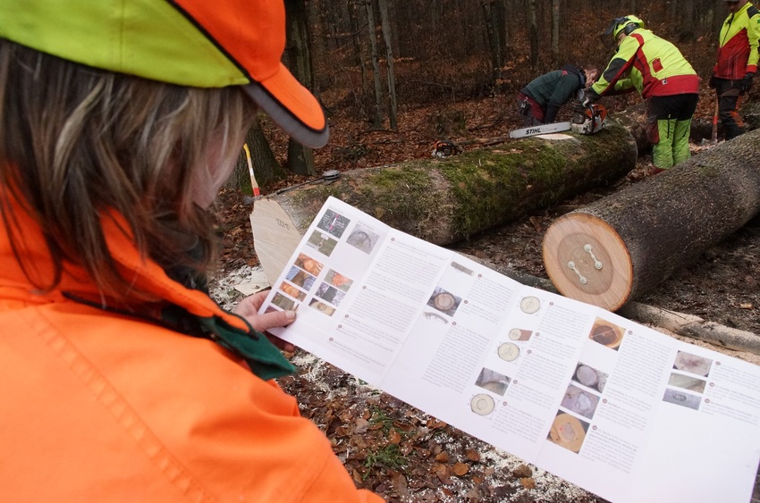 Annette Schmidt-Scharfe und ihre Forstkolleginnen und -kollegen finden in der Rahmenvereinbarung für den Rohholzhandel die Hinweise, wie sie das Rohholz am besten vermessen und sortieren sollen. Kräftige Kunststoffklammern werden in die Stirnflächen der Stämme getrieben, damit sich keine Spannungsrisse bilden können.. Foto: K. Partzsch