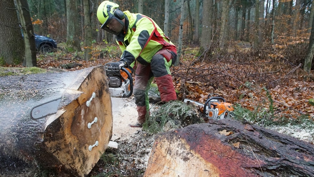 Waldarbeiter Tino Hentsch führt den Trennschnitt aus – erst danach können die Forstleute anhand der Betrachtung der Schnittfläche beurteilen, ob ein Stamm wirklich hochwertig ist.. Foto: K. Partzsch