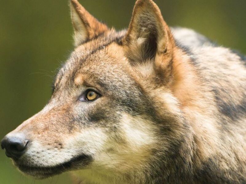 Symbolbild Wolf © Archiv Naturschutz LfULG/F.Richter