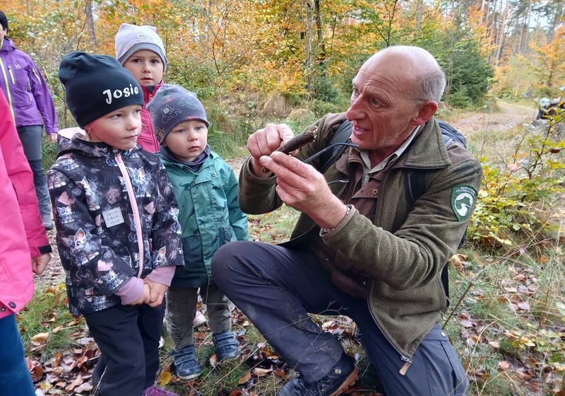 Die Kinder hörten Frank Strohbach von der Nationalparkwacht aufmerksam zu, als er ihnen zeigte, wie Pilze und andere Kleinstlebewesen Holzbestandteile fressen und zersetzen und dadurch wieder Nährstoffe für das Pflanzenwachstum frei werden. . Foto: K.Partzsch