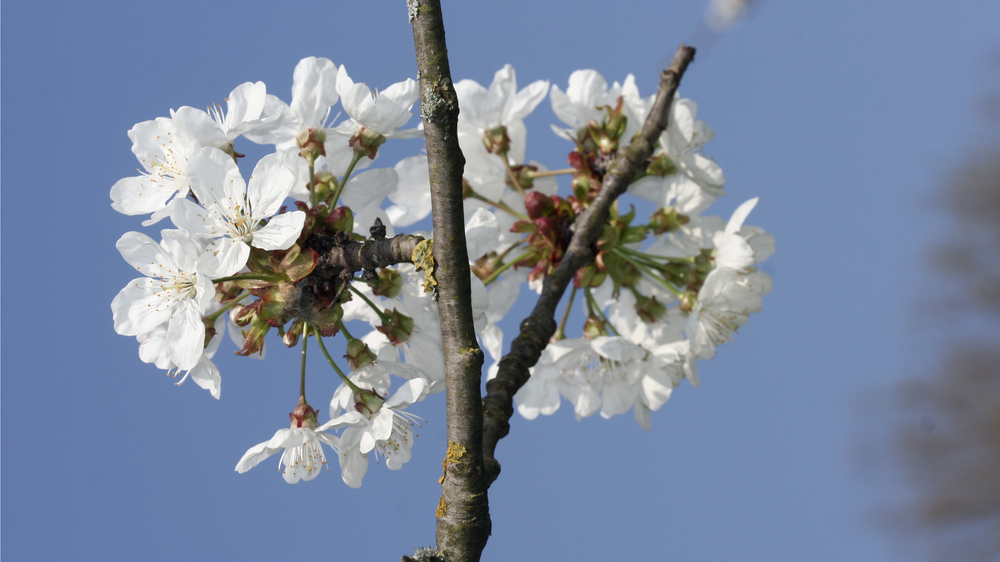Süsskirsche . Foto: NABU/ Henning May