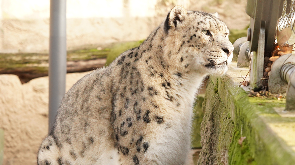 Schneeleopard Bataar © Zoo Dresden