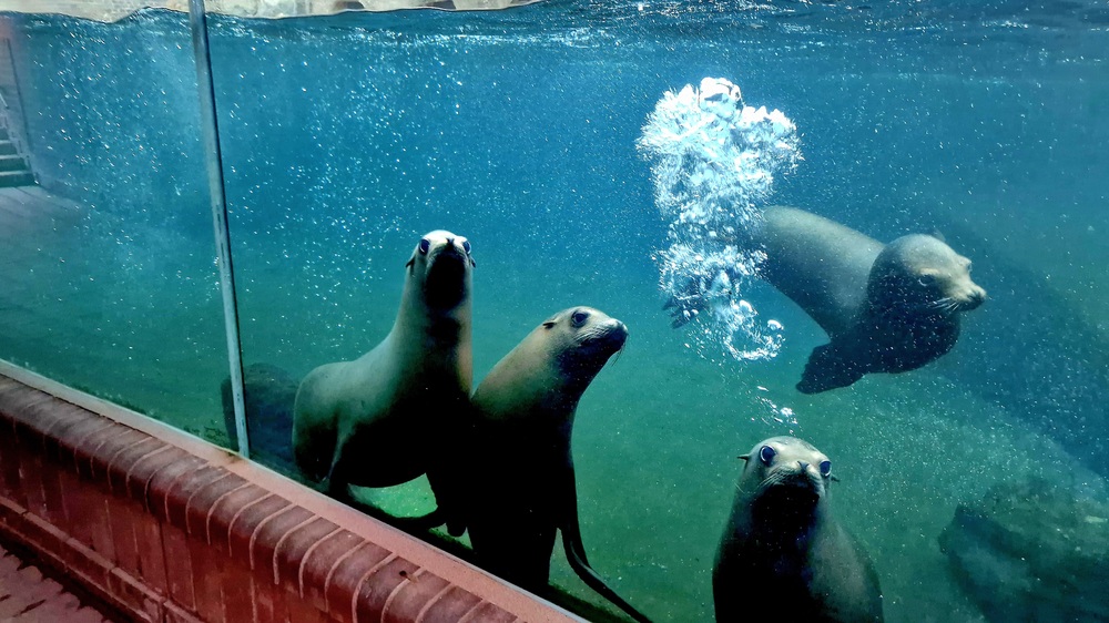 Die Seelöwen werden perspektivisch in die neue Erlebniswelt Feuerland umziehen © Zoo Leipzig