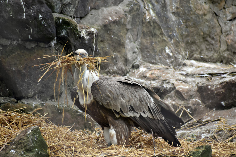 Gänsegeier Zoo Dresden   Foto: Eva Maria Nollau