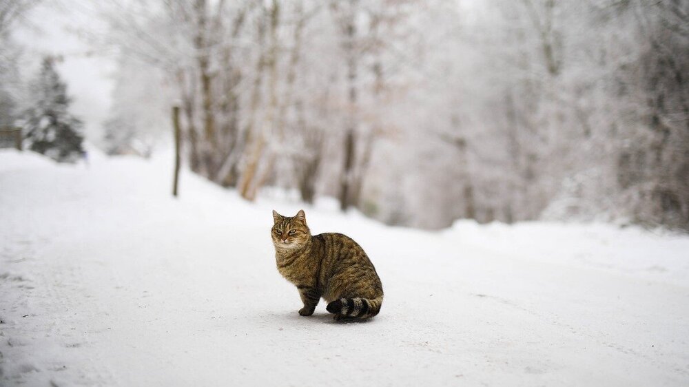 Während die Temperaturen sinken, steigt das Leid der Millionen Straßenkatzen in Deutschland. Tierfreunde können helfen.. Foto:  Ilona Ilyés auf Pixabay