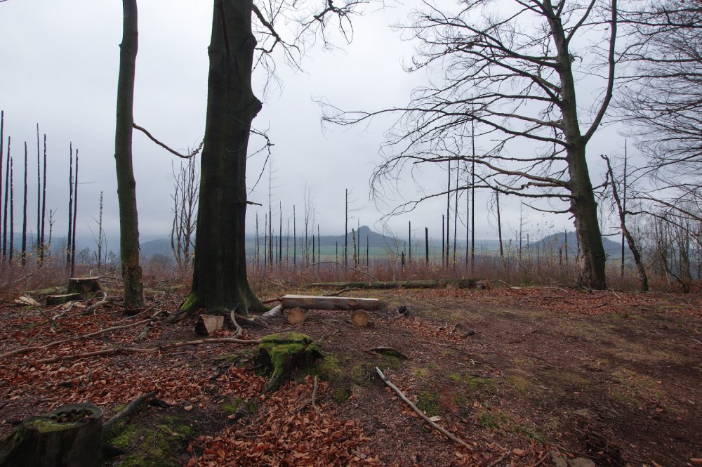 Auf dem Langen Horn bietet sich eine reizvolle Aussicht über das Elbtal zum Zirkelstein.  Foto: Hartmut Landgraf