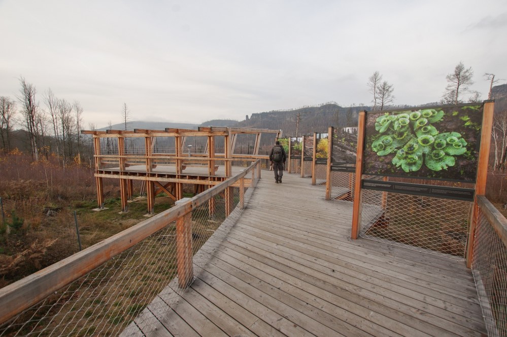 Die Aussichtsplattform „Fénix“ bei Mezná (Stimmersdorf) erzählt in eindrucksvollen Bildern des Fotografen Václav Sojka, wie die Natur nach dem großen Waldbrand im Sommer 2022 zu neuem Leben erwacht – von den ersten „Kolonisten“, den Pilzen und Moosen, bis zur Rückkehr von Buche, Eiche, Fichte und Kiefer.   Foto: Hartmut Landgraf