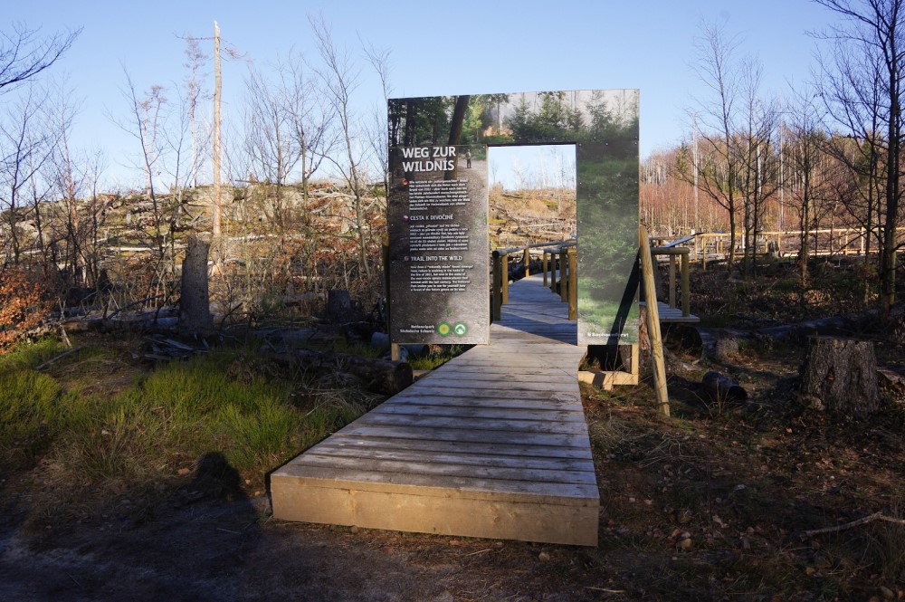 Am Reitsteig im Winterberggebiet führt der zweiteilige „Weg zur Wildnis“ über eine der Brandflächen auf sächsischer Seite. Anliegen ist es auch hier, zu dokumentieren, wie sich Wald neu entwickelt und diesen anhand von Bildern mit der Situation vor und unmittelbar nach dem Feuer zu vergleichen. Highlight ist eine kleine Plattform mit gutem Geländeüberblick und einer Selfiestation.    Foto: Hartmut Landgraf