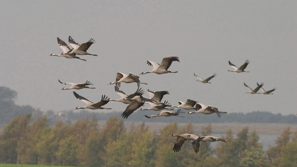 Weihnachtsreiseverkehr: Kraniche fliehen vor der Kälte . Foto: Klemens Karkow