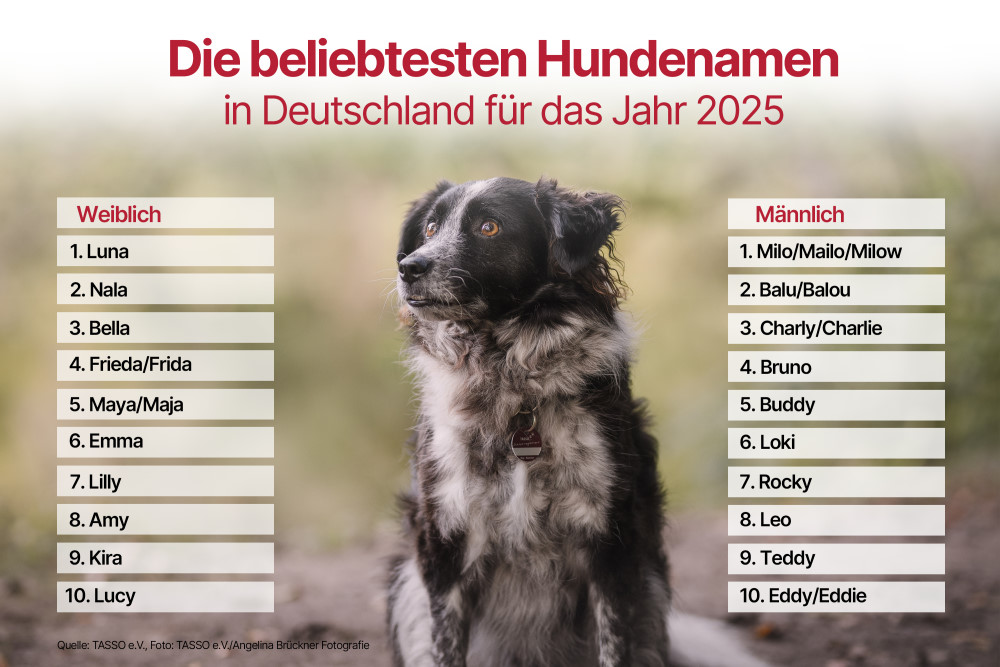 © TASSO e.V. / Angelina Brückner Fotografie