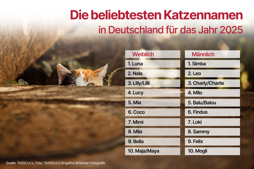 © TASSO e.V. / Angelina Brückner Fotografie