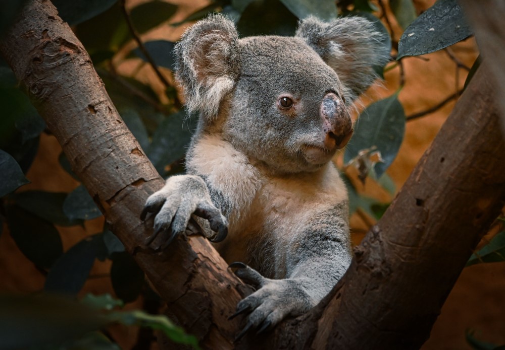 Koala Mullaya   Foto: Christiane Krönke  - Zoo Dresden