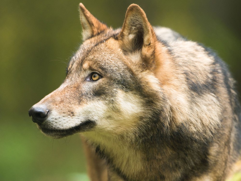 Symbolbild Wolf F Richter LfULG