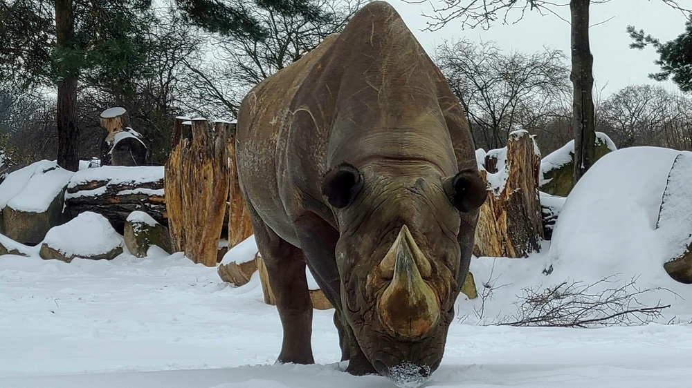 Spitzmaulnashorn im Schnee. Foto: Zoo Leipzig