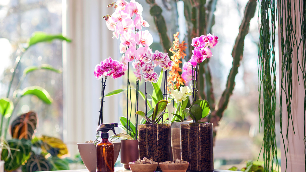 Orchideen zählen zu den beliebtesten Zimmerpflanzen hierzulande – gelten aber auch als etwas sensibel. Foto: DJD/Compo/Witte Wattendorff