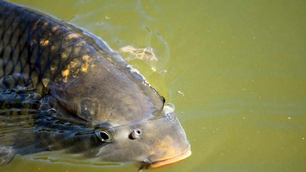 Räucherkarpfen macht Appetit auf die Region. Symbolfoto: Alexa auf Pixabay