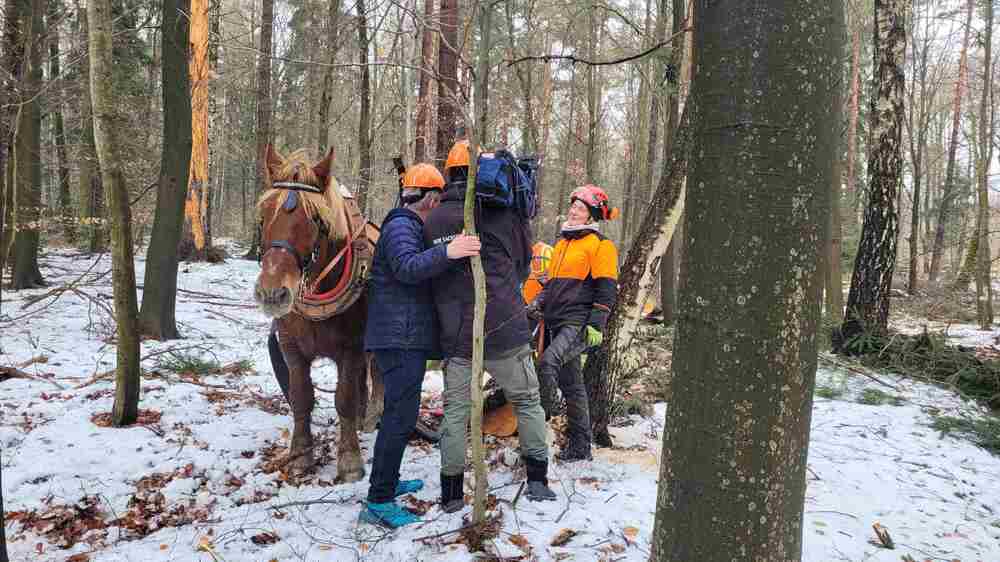 Rückepferd Lyso ist für die Waldarbeit ausgebildet. Mit ihm kann Pferdewirtin Franziska Strohbach schwere Holzstämme aus dem Wald ziehen („rücken“), ohne im wertvollen Mischwald des Nationalparks Schäden an den noch stehenden Stämmen oder jungen Bäumen zu verursachen. Während des Interviews mit dem mdr Sachsenspiegel muss Lyso sich jedoch in Geduld üben. Foto: Hp Mayr