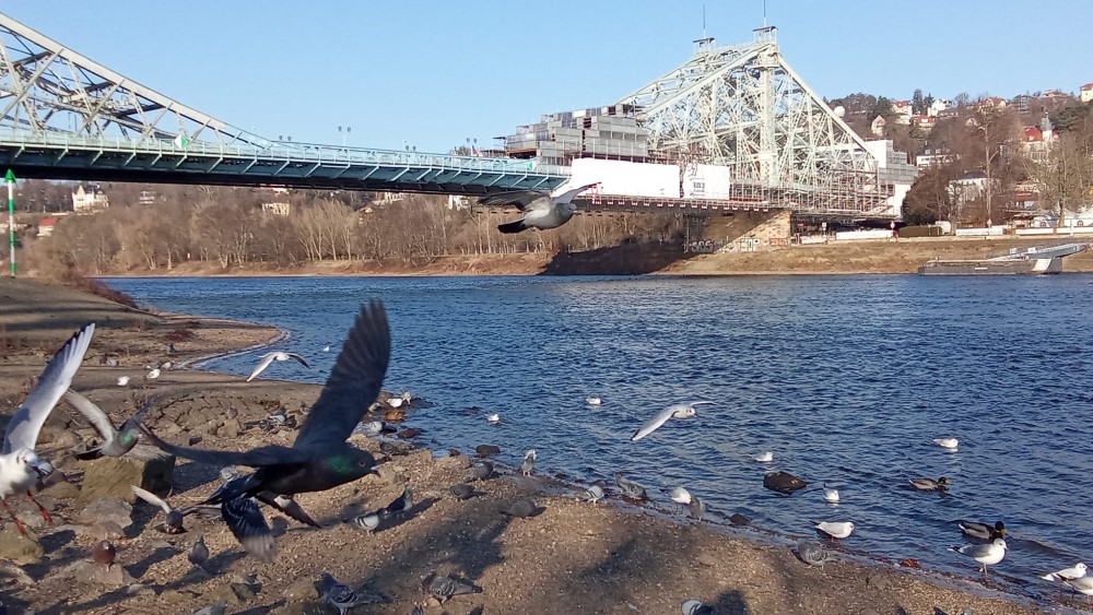 Blaues Wunder Dresden  © Petra Eichler