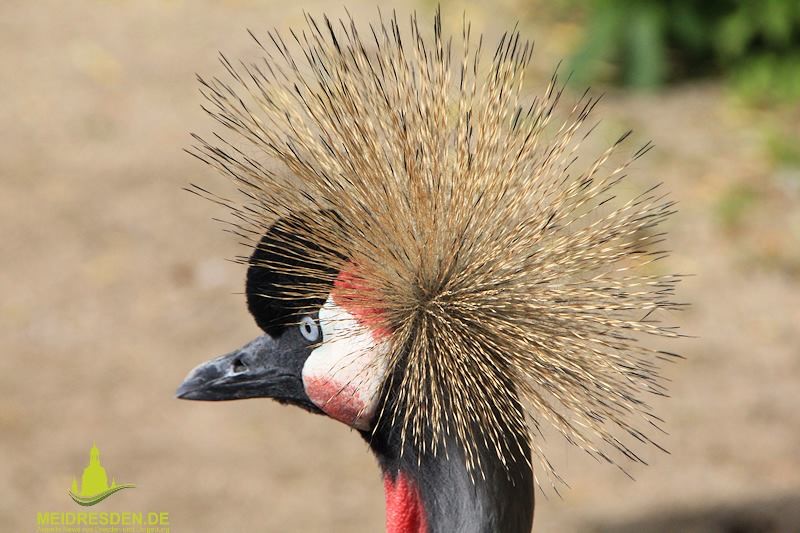 © MeiDresden.de Archiv2013