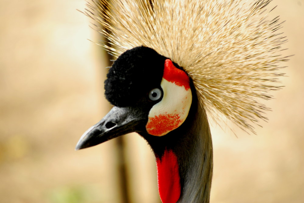 © MeiDresden.de Archiv2013