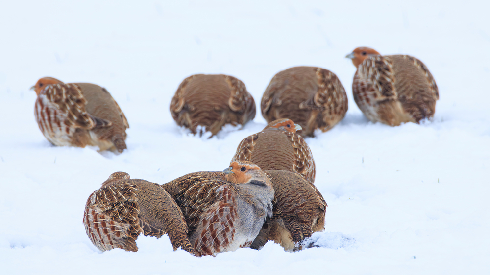 Rebhühner im Schnee. Foto: Hermann Hirsch