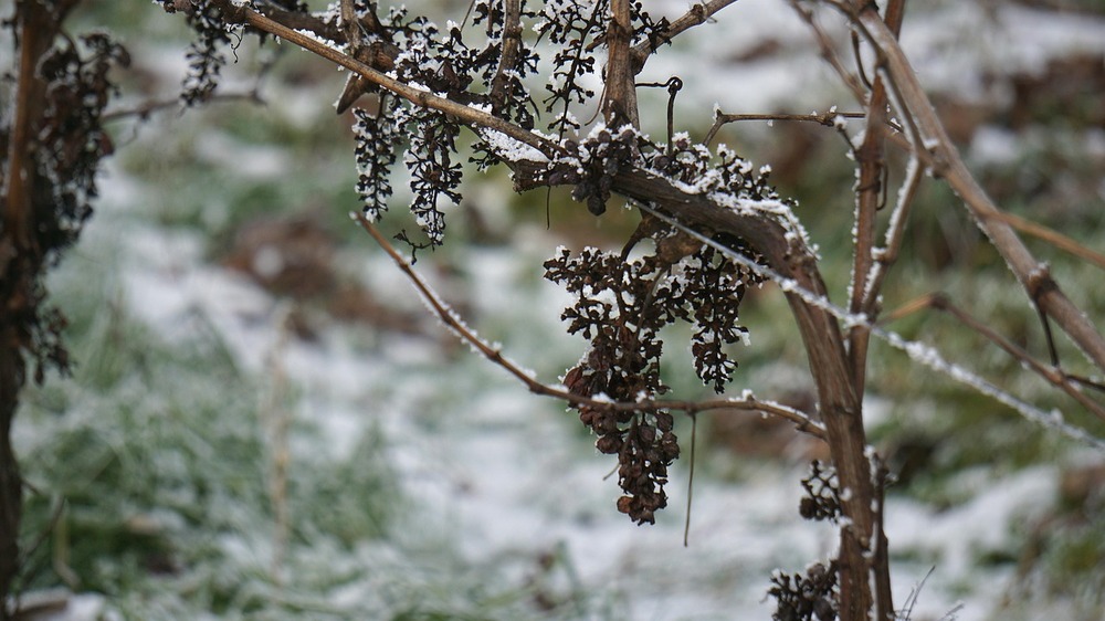 Geistreich durch Meißens Weinberge - Mit den Meißner Winzern auf hochprozentiger Winterwanderung. Foto: Manu auf Pixabay