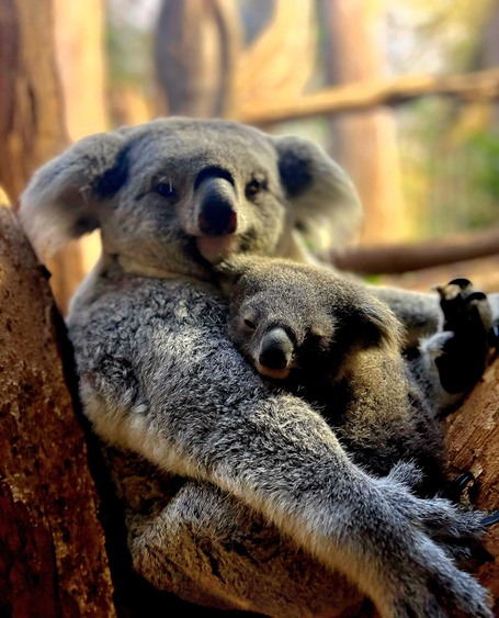 Erlinga mit ihrer Tochter Foto:  Zoo Leipzig