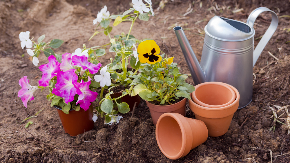 Wettbewerb für die schönste Kleingartenanlage 2026 in Dresden startet . Foto:  freep!k