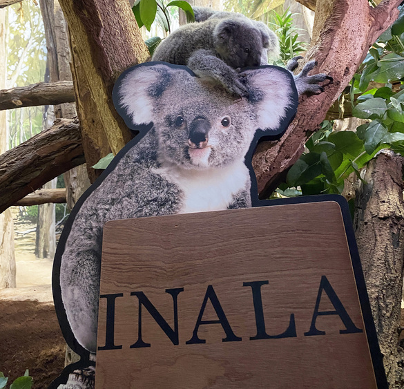Koalajungtier auf den Namen Inala getauft. Foto: Zoo Leipzig