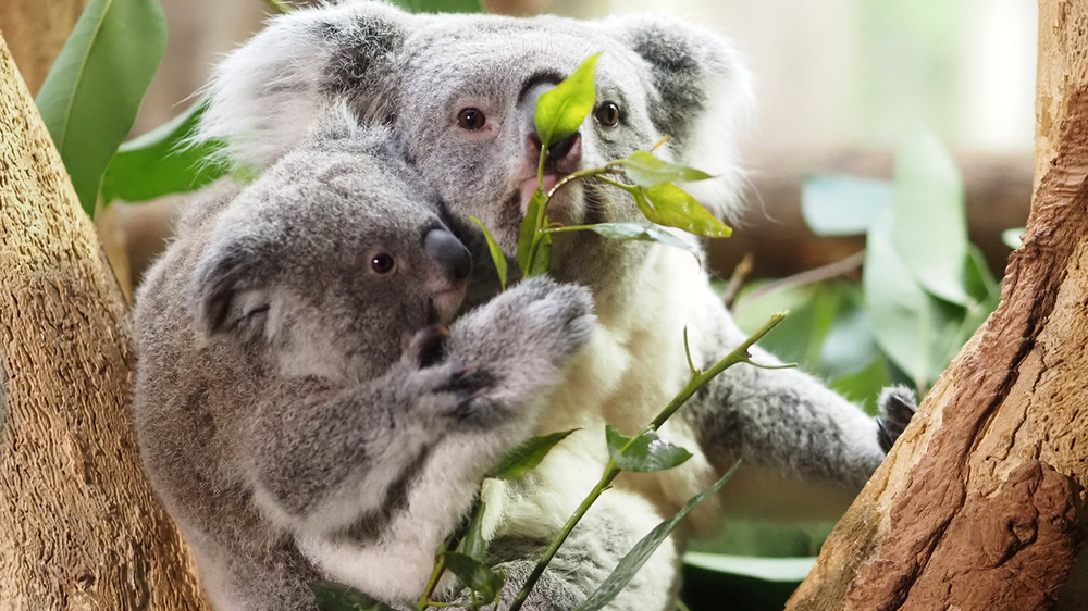 Koalaweibchen Erlinga mit Tochter Inala. Foto: Zoo Leipzig
