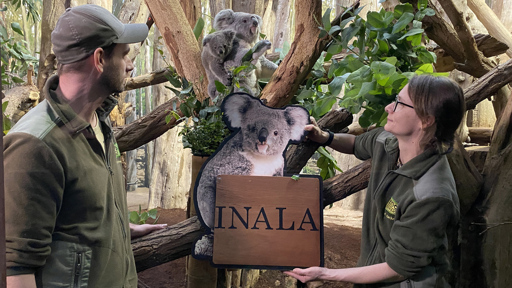 Taufe vollzogen- Koalajungtier heißt Inala. Bereichsleiterin Martina Hacker und Pfleger Philipp Hünemeyer präsentieren den Namen. Foto: Zoo Leipzig