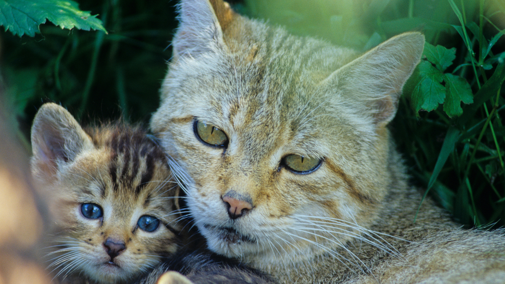 Wildkatze Familie . Foto: Thomas Stephan / BUND