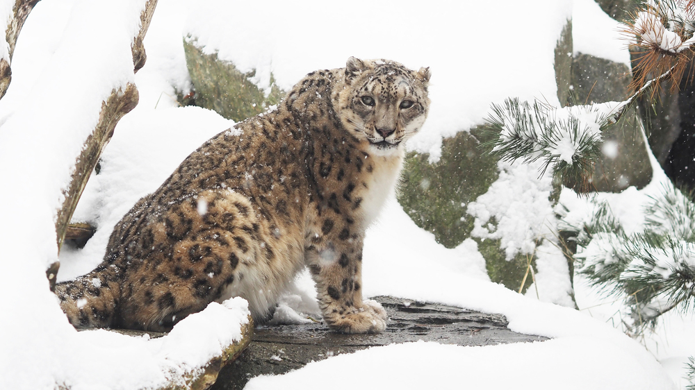 Schneeleopradin Chandra in der Hochgebirgslandschaft Himalaya © Zoo Leipzig
