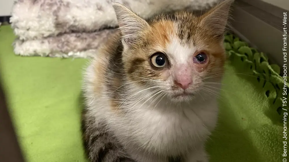 Strassenkatze Scratchi Foto: Bern Johanning/ TSV Schwalbach und Frankfurt West
