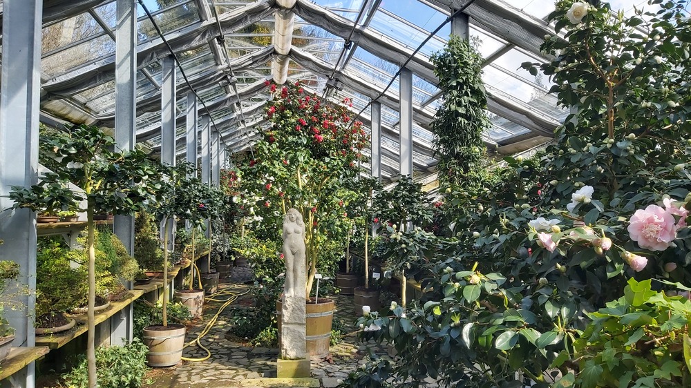"Deutsche Kamelienblütenschau" lädt ins Landschloß Pirna Zuschendorf ein. Foto: MeiDreden.de (Archiv)